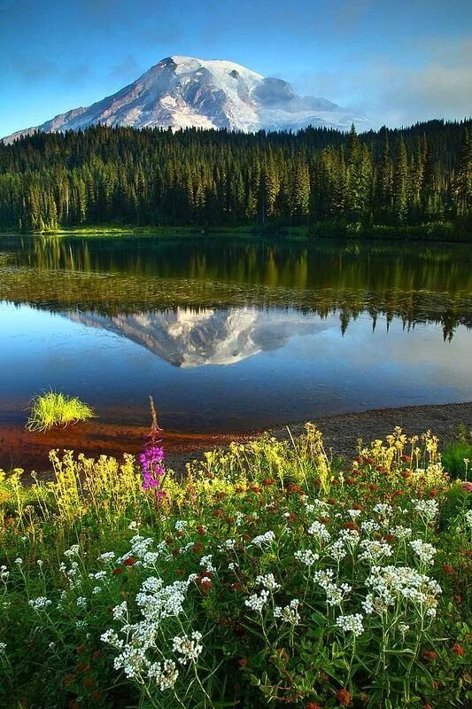 Природа россии фото самые красивые Mt Rainier Reflected In Reflection Lakes Mt Rainier National Park Washington by 