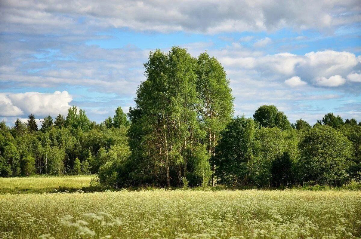 Природа россии лес фото Экскурсия "Родные просторы" 2023, Бирский район - дата и место проведения, прогр