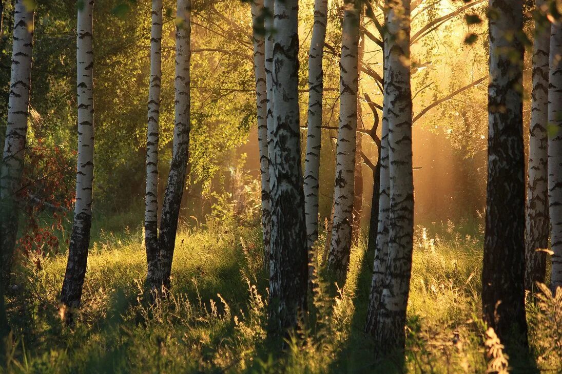 Природа россии лес фото Sunset in the birch forest by HUNTERartworks on deviantART Forest photos, Landsc