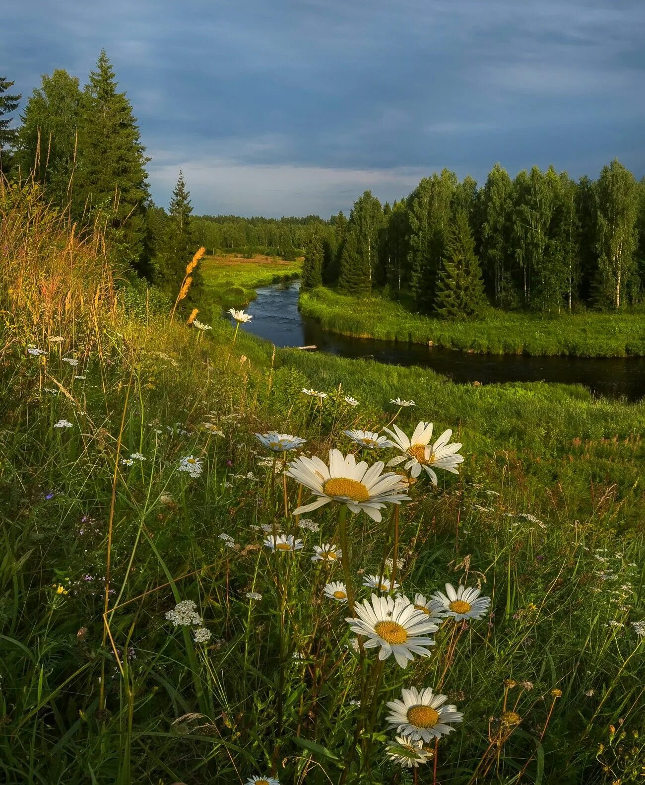 Природа россии летом фото Pin em Flowering meadows Fotografia de paisagem, Fotografia, Margaridas