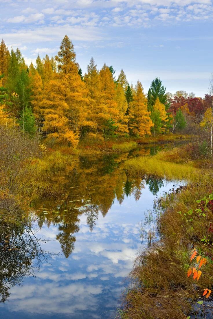 Природа россии осенью фото Tamarack Reflections, Northern Highland Forest, Wisconsin" Igor Menaker Fine Art