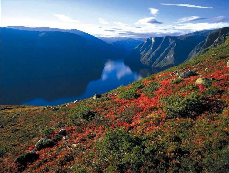 Природа швеции фото Fall colors along Naeroyfjord Fjord Norway