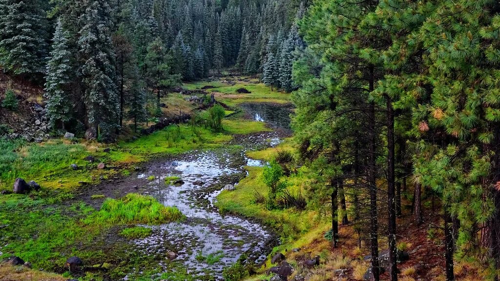 Природа сибири фото вертикально Enchanted Forest The White Mountains. The White Mountains . Flickr