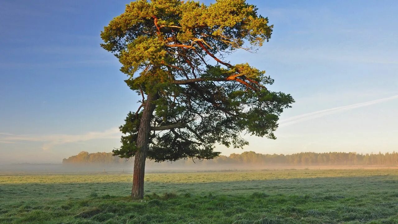 Природа сосны фото Wallpaper tree, field, krone, light, lonely, morning hd, picture, image