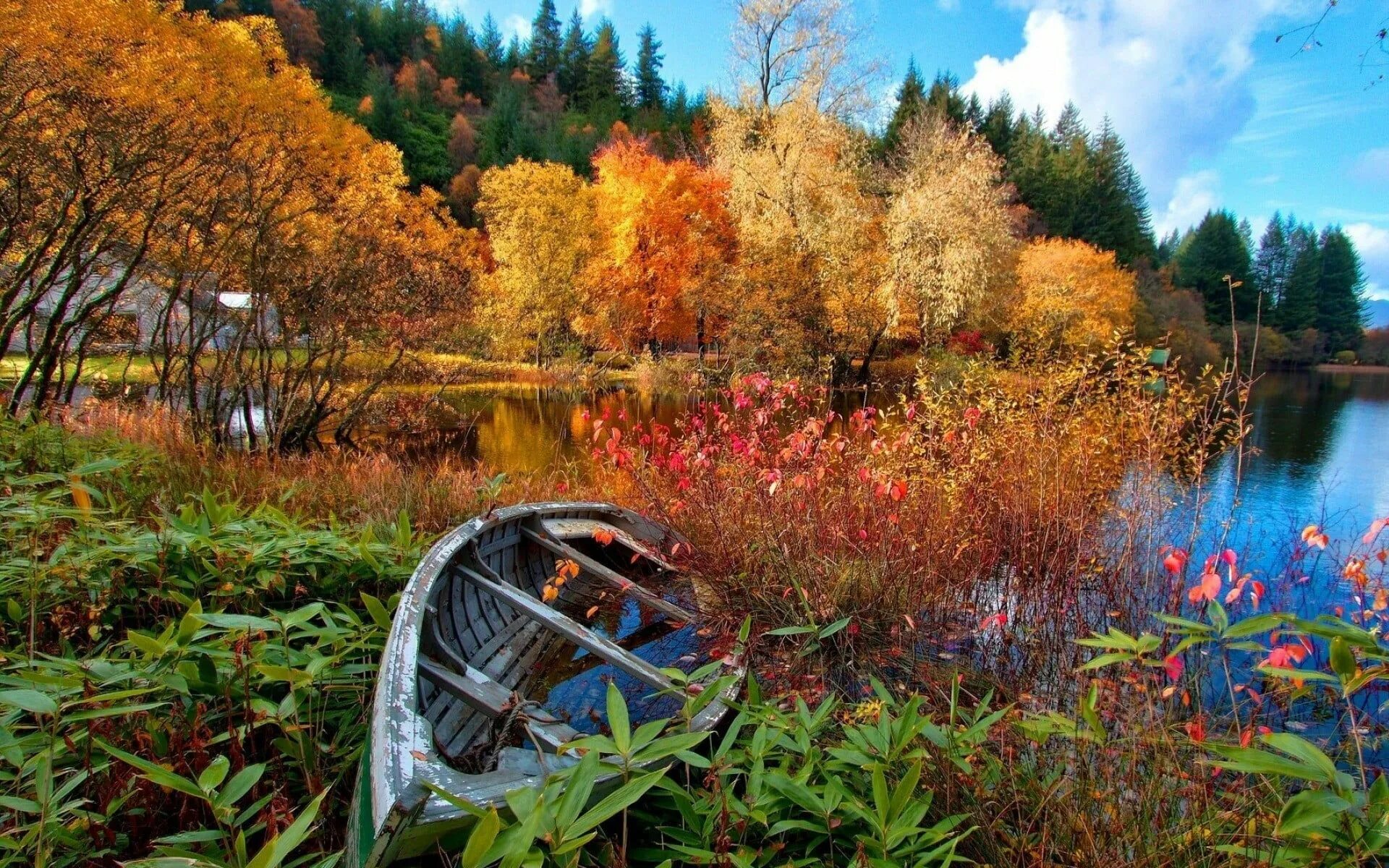 Природа старый фото gray wooden boat, photo of wooden boat on body of water #lake #forest #nature #c