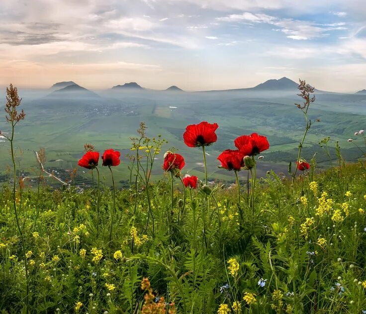 Природа ставропольского края фото Маки на фоне основных гор Кавминвод - National Geographic Россия Пейзажи, Маки, 