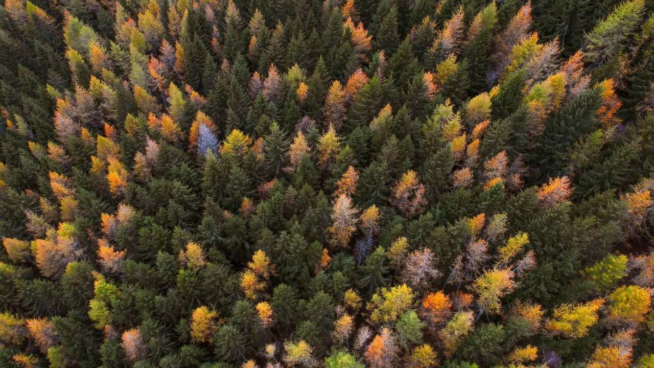 Природа сверху фото Осенние краски - купить по низкой цене на Яндекс Маркете