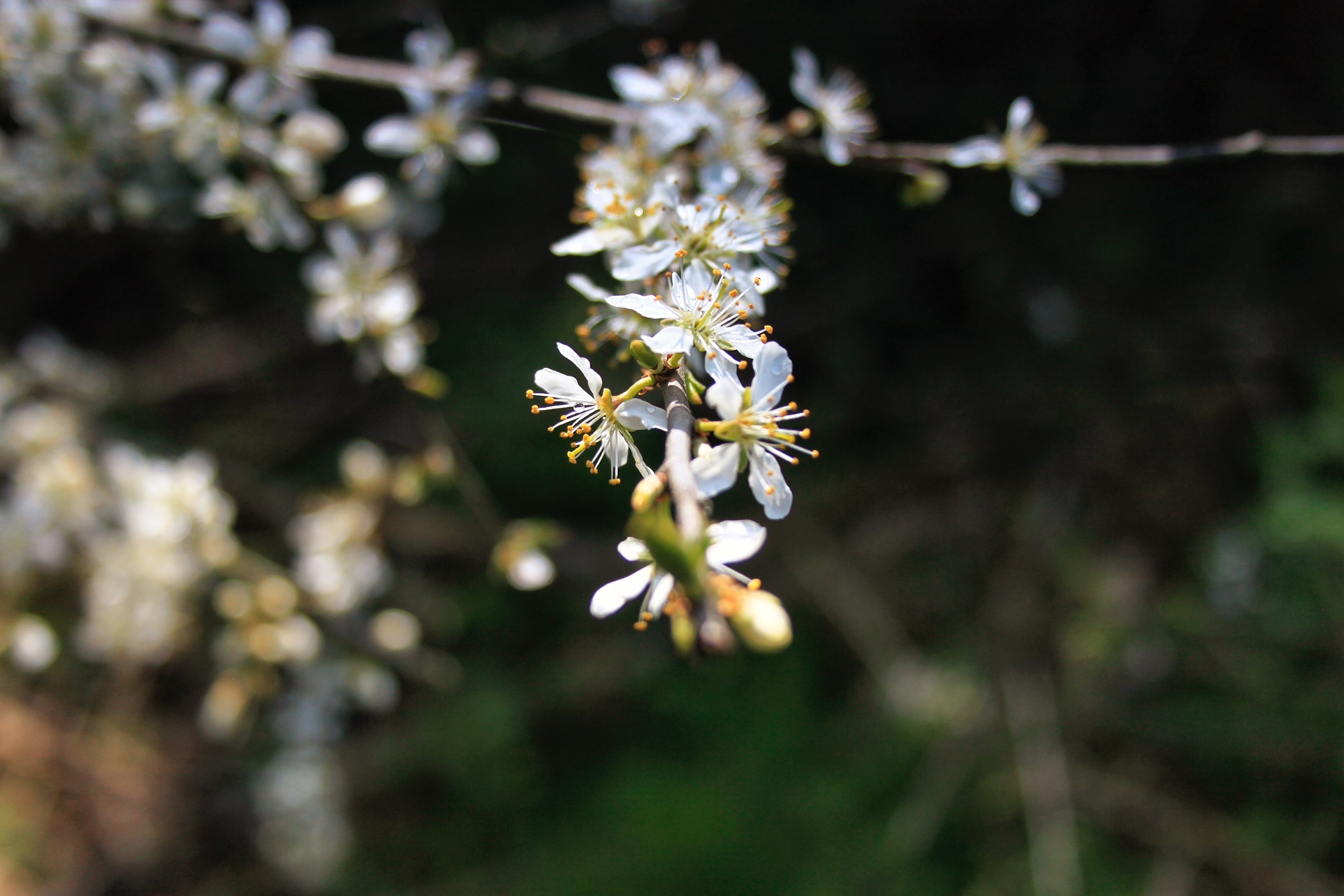 Природа цветет фото Free Images : nature, forest, branch, blossom, leaf, flower, bloom, spring, prod