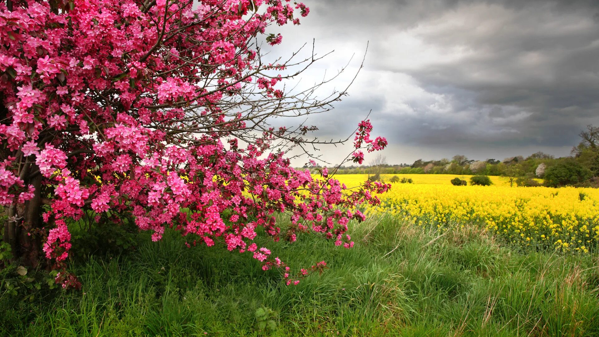 Природа цветет фото Download wallpaper field, nature, tree, spring, Nature, flowering, flowers, tree