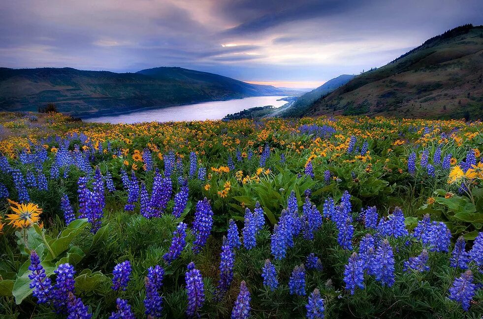 Природа цветет фото lupin and balsam root. looks like the columbia river Landscape photography, Natu