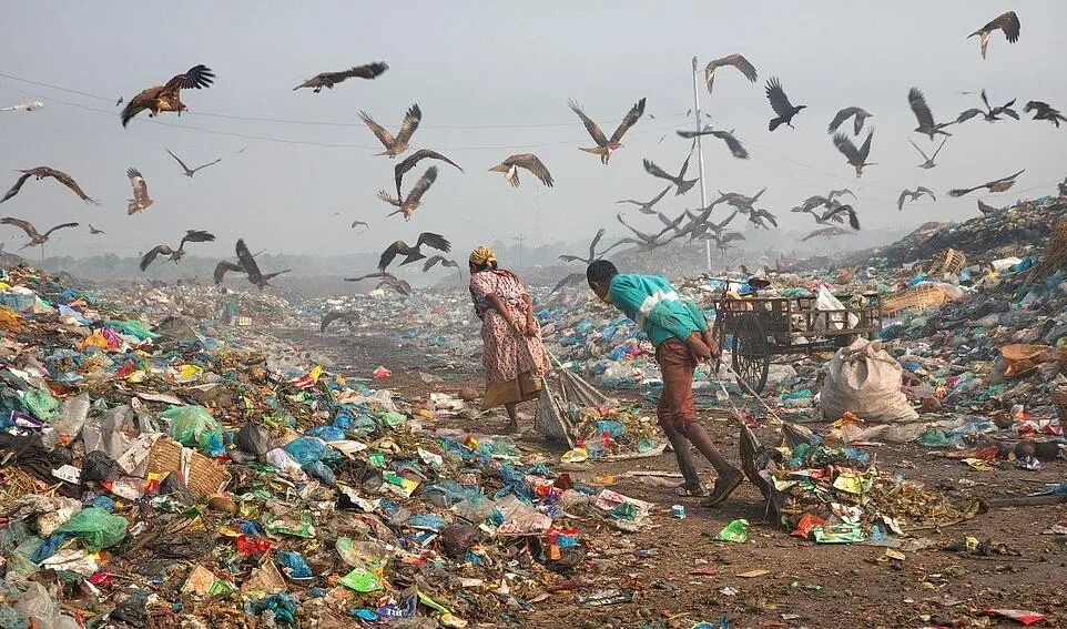 Природа в опасности фото Environmental Photographer of the Year 2018 images reveal the fragile state of P