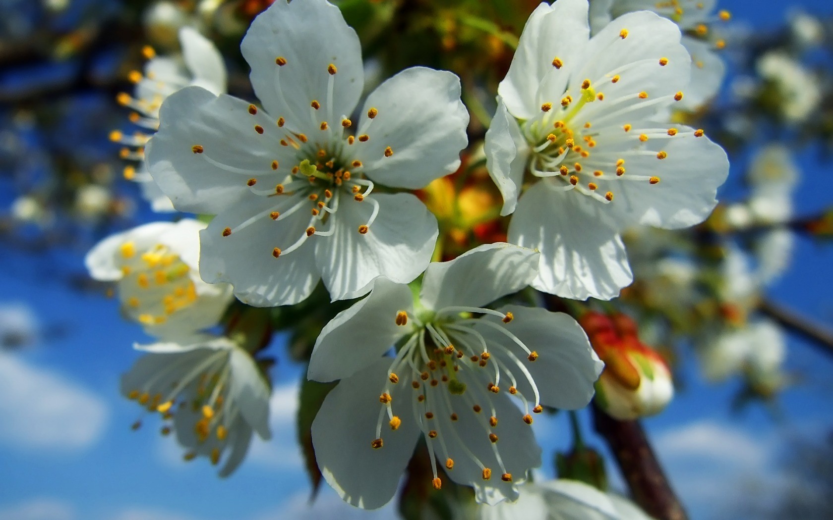 Природа в цвету фото Wallpaper : food, nature, branch, fruit, white flowers, cherry blossom, spring, 