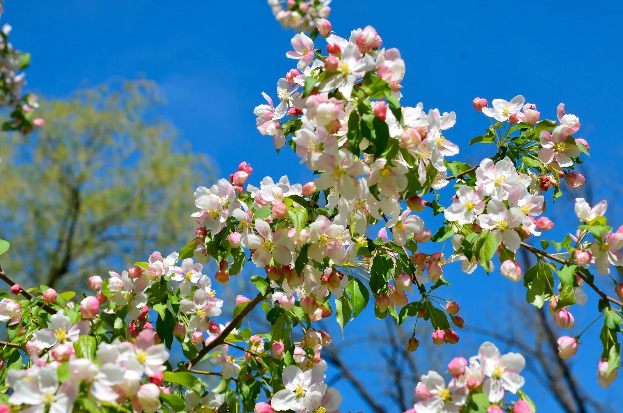 Природа в цвету фото Wallpaper : branch, blossom, spring, flower, bloom, flora, branches, wildflower,