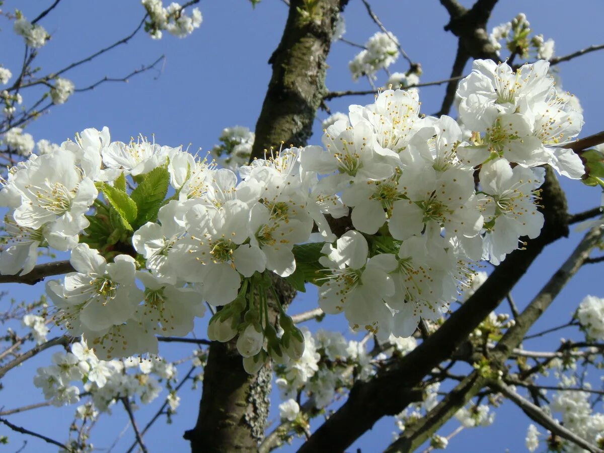 Природа в цвету фото Free Images : nature, branch, white, flower, food, produce, cherry blossom, shru