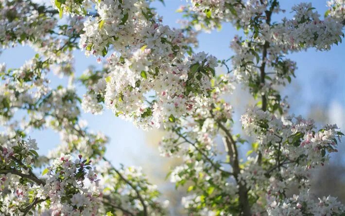 Природа в цвету фото Download wallpapers cherry blossoms, spring, blue sky, spring trees, spring flow