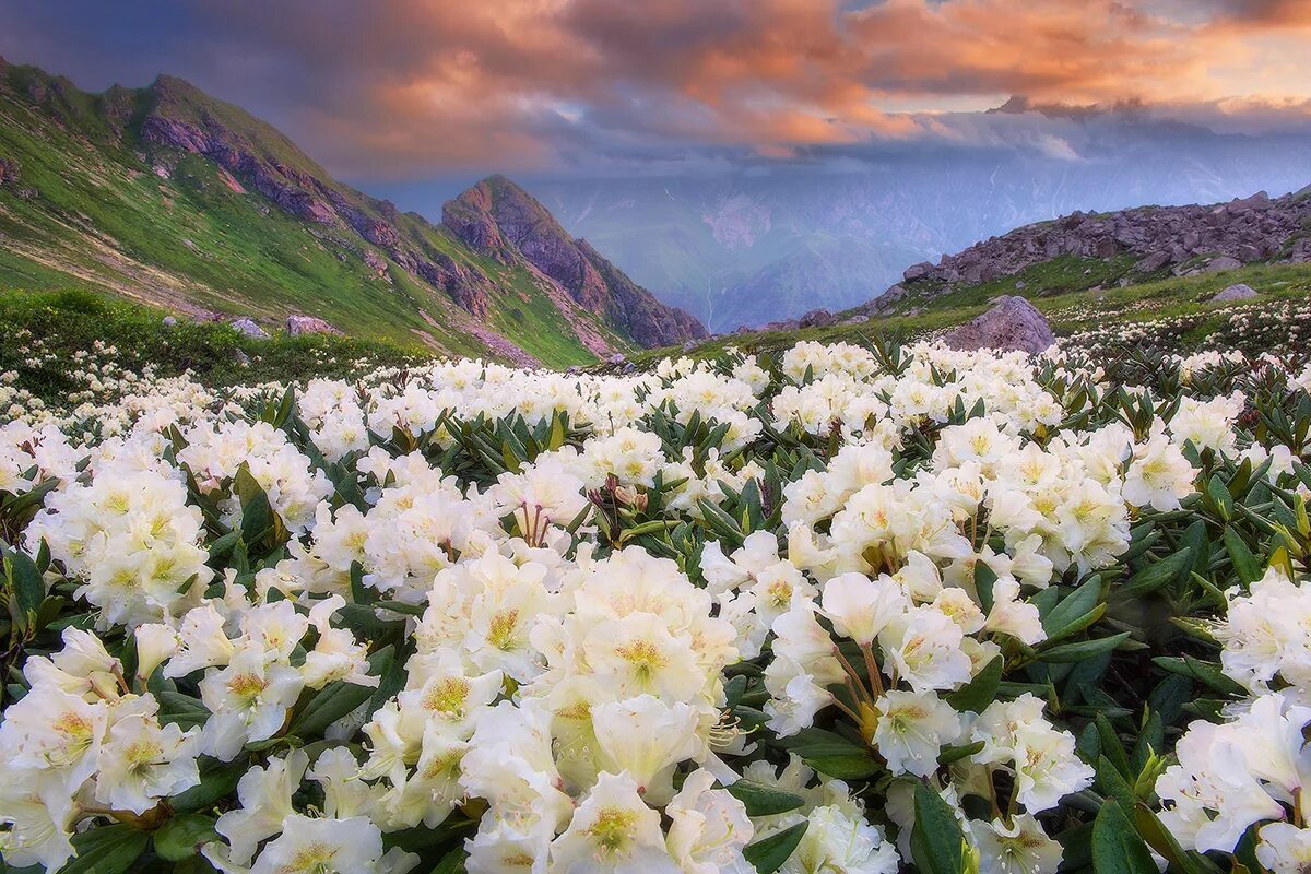 Природа в цвету фото The postcard-perfect beauty of mountainous Ossetia - Russia Beyond