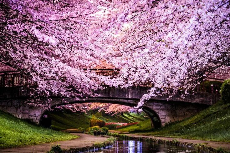 Природа японии фото Polish USA Life Love and Family Survey Cherry blossom japan, Blossom trees, Cher