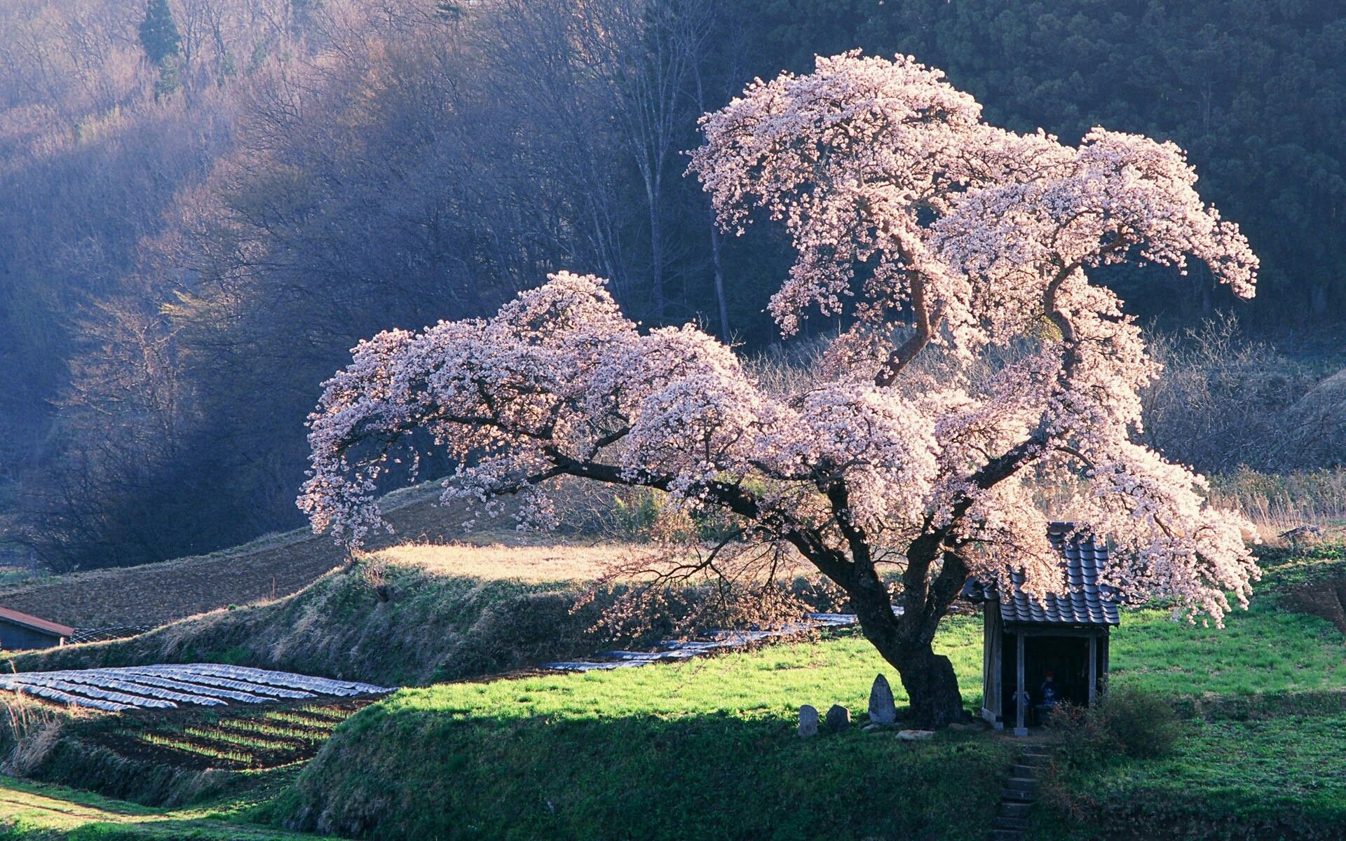 Природа японии фото Pin on япония Japan landscape, Photo tree, Japanese tree