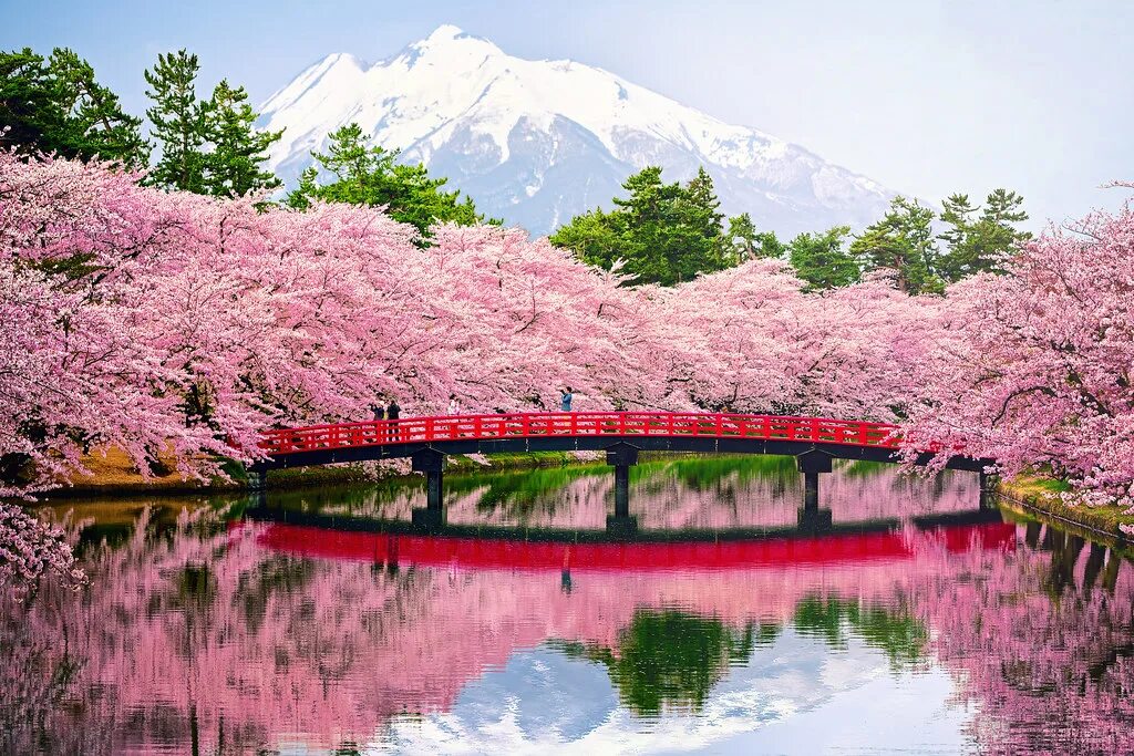 Природа японии фото hana zakari ..full cherry blossom in japan Thomas Mueller Flickr