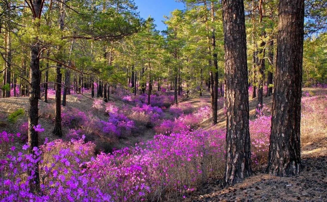 Природа забайкальского края фото Презентация книги "Леса и лесное хозяйство Забайкальского края" 2017, Чита - дат