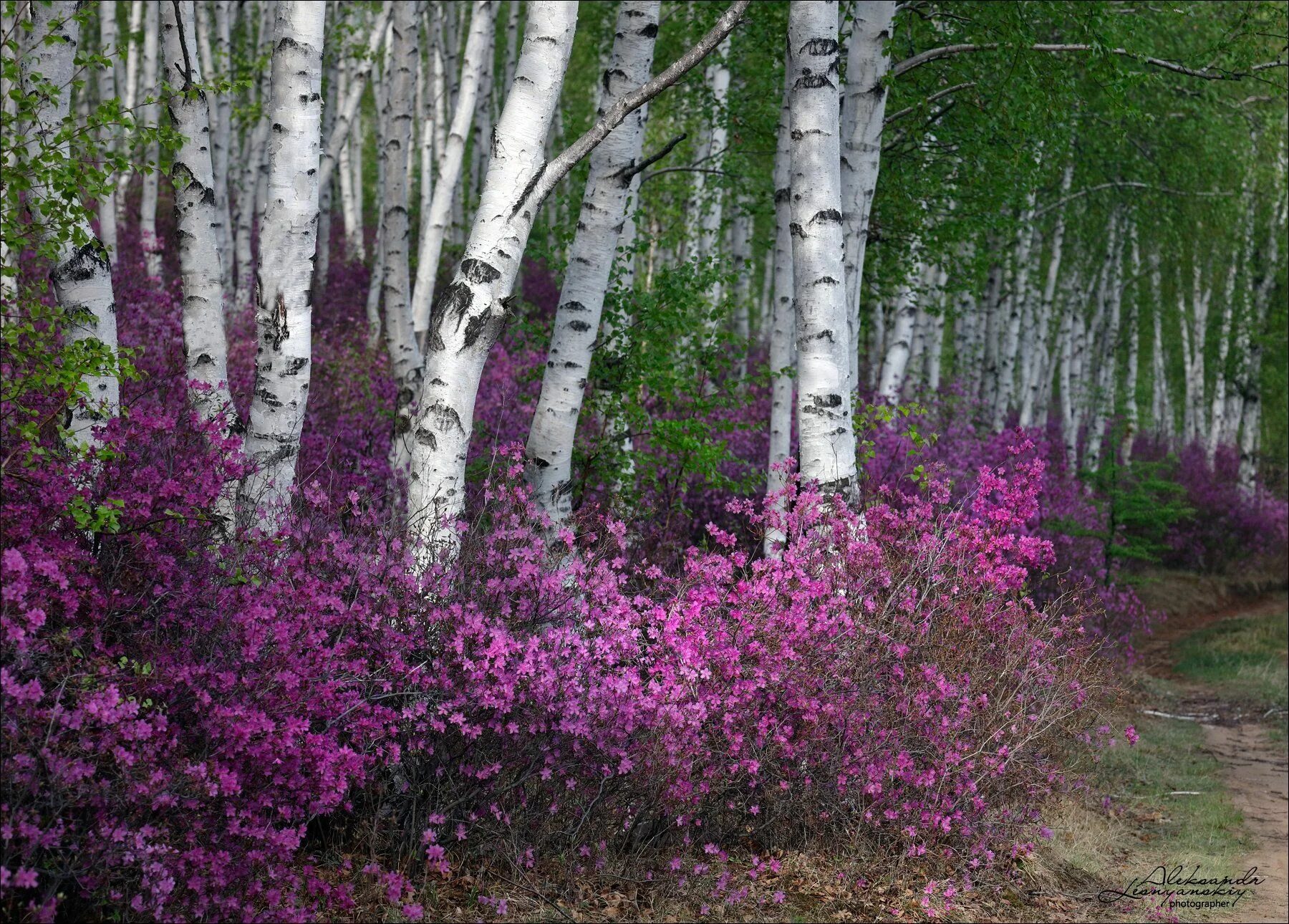 Природа забайкалья фото В окрестностях Читы. Photographer Aleksandr Lesnyanskiy