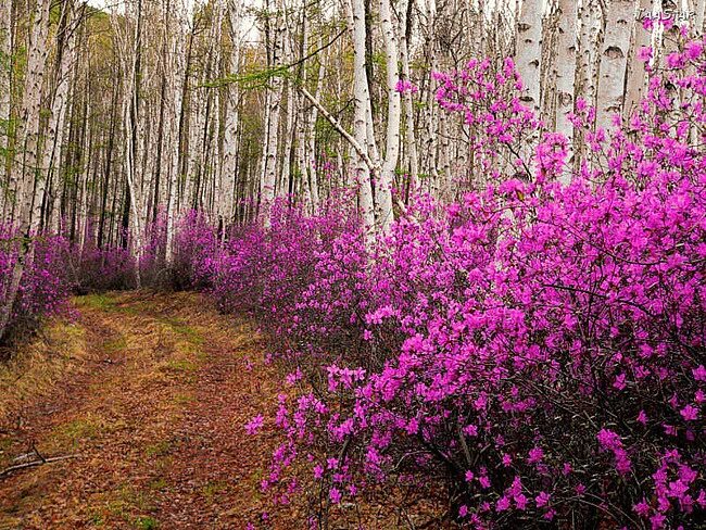 Природа забайкалья фото Саженцы рододендрона - Орехоплодный питомник