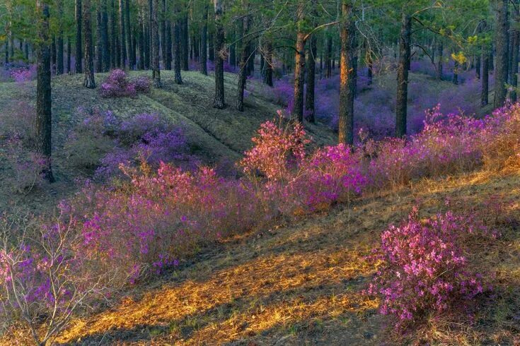 Природа забайкалья фото Meadow in 2024 Pretty landscapes, Scenery, Nature aesthetic