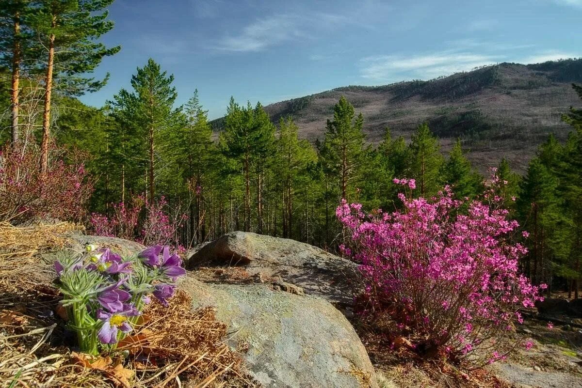 Природа забайкалья фото Краеведческий час "Моя Родина - Забайкальский край" 2023, Агинское - дата и мест