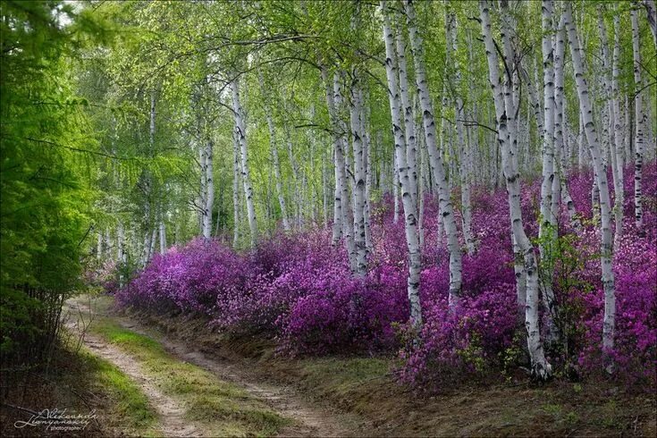 Природа забайкалья фото Фотография фотографа Александр Леснянский - Забайкальский багульник Пейзажи, При