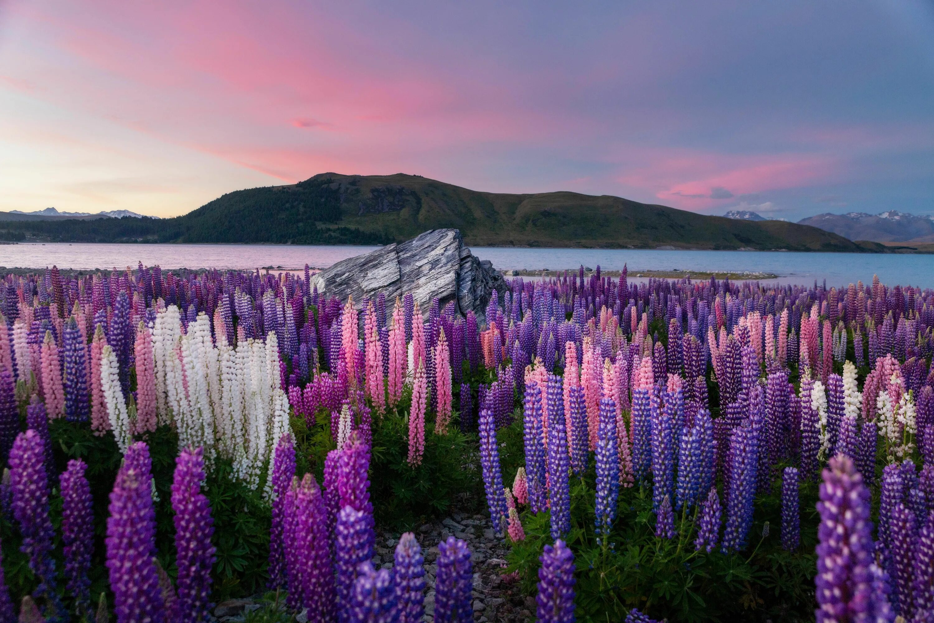 Природа зеландии фото Interesting Photo Of The Day: Lupine Flowers at Lake Tekapo in 2024 Beautiful na