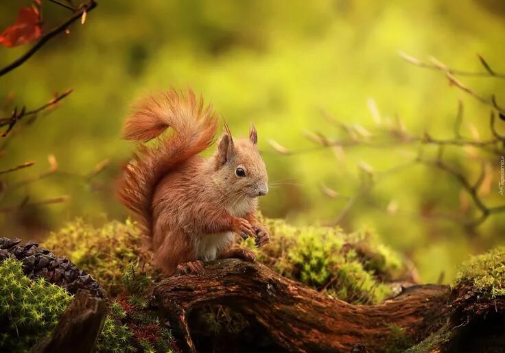 Природа животные бесплатно фото Wiewiórka, Omszały, Konar Animals, Funny animals, Squirrel