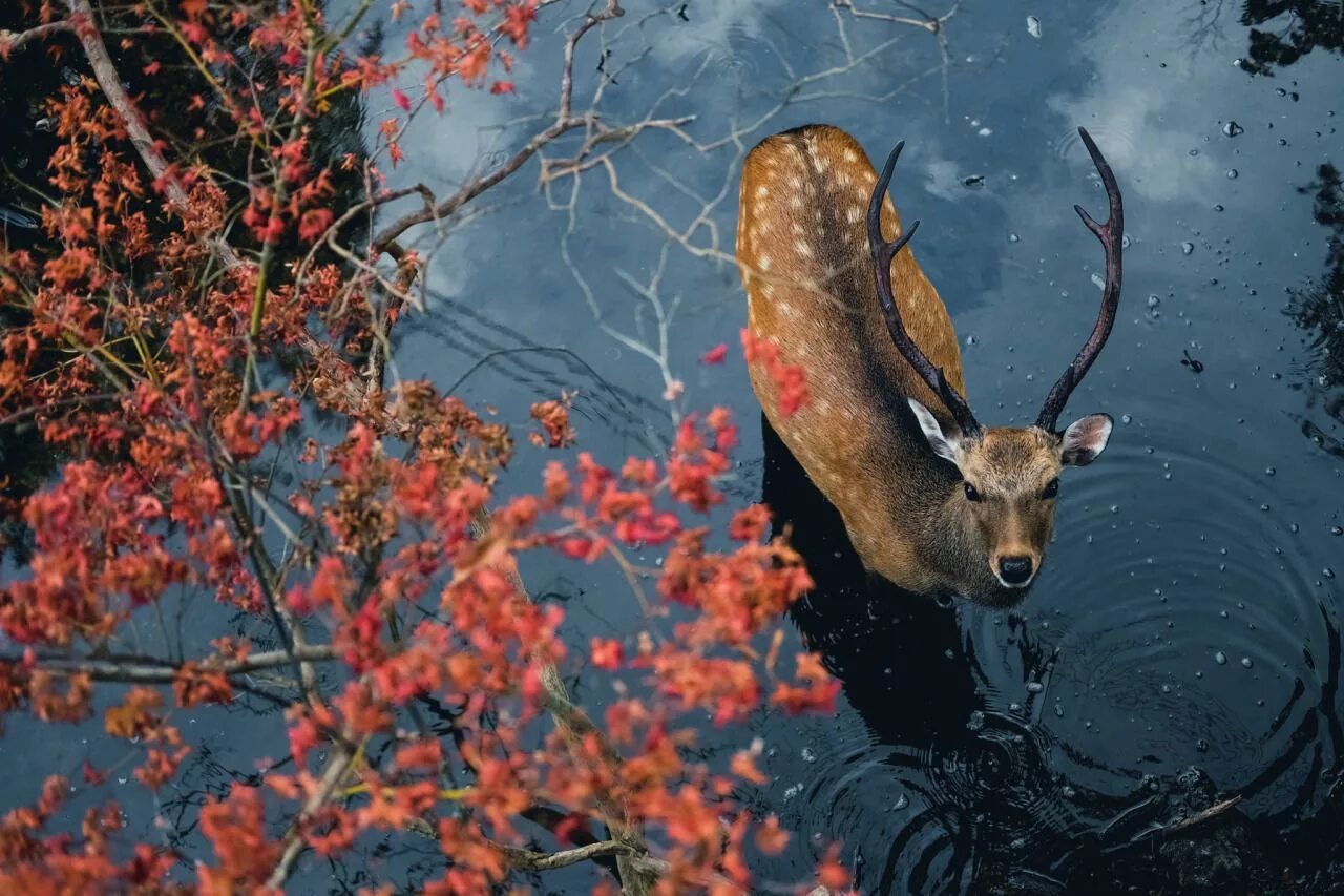 Природа животные картинки фото ponderation: " Deer In Nara, Japan by PK.DVD Photographer’s Instagram " Nature a