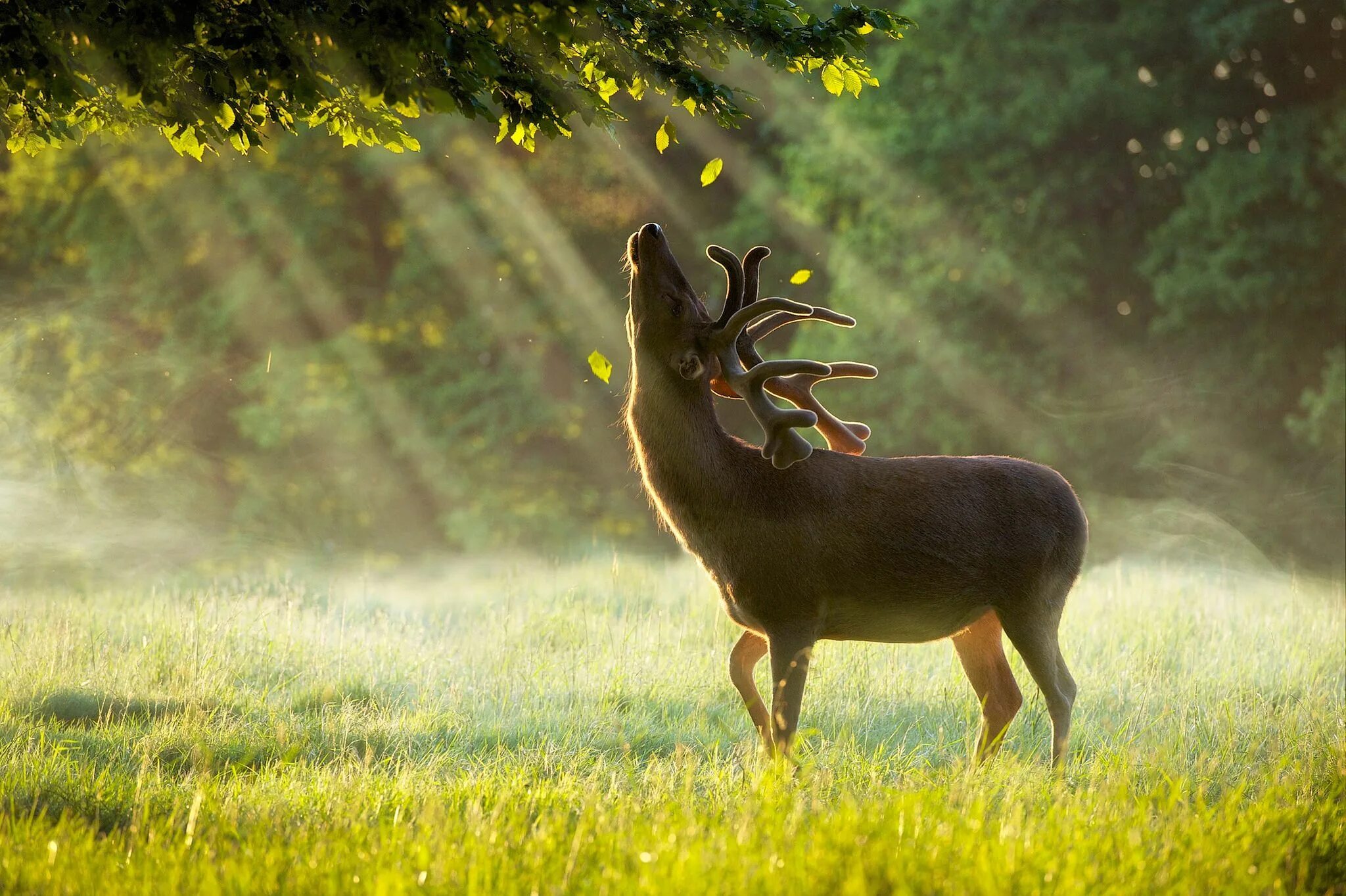 Природа животные картинки фото Oh, deer! #grace