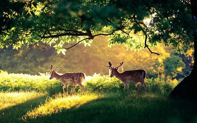 Природа животные картинки фото in a land where only magic happens Nature, Animals, Scenery