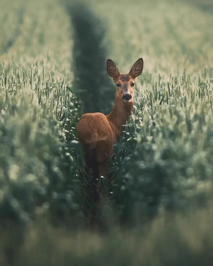 Природа животные картинки фото "Early morning encounter" by Konsta Punkka Animals beautiful, Animal photography