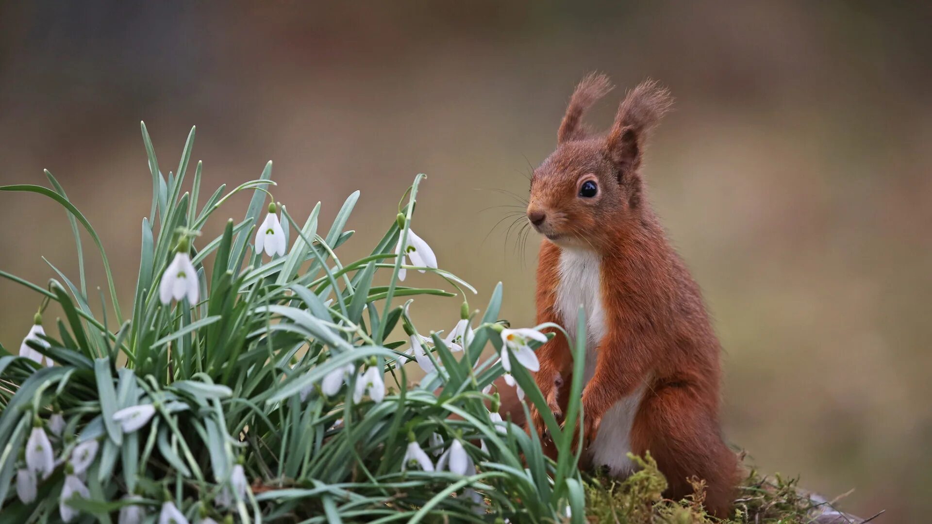 Природа животные растения картинки Download wallpaper flowers, protein, snowdrops, red, section animals in resoluti