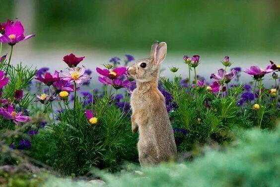 Природа животные растения картинки Pin by Jennifer Lee on Bunny Rabbits in 2019 Animals, Cute baby animals, Animal 