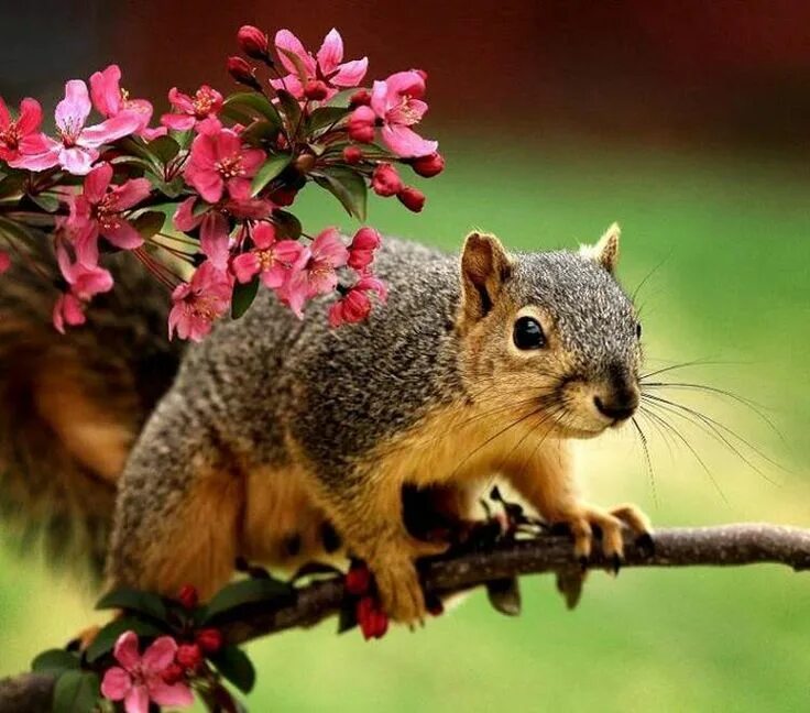 Природа животные растения картинки Pin on SqUIrreL/ChiPmuNK