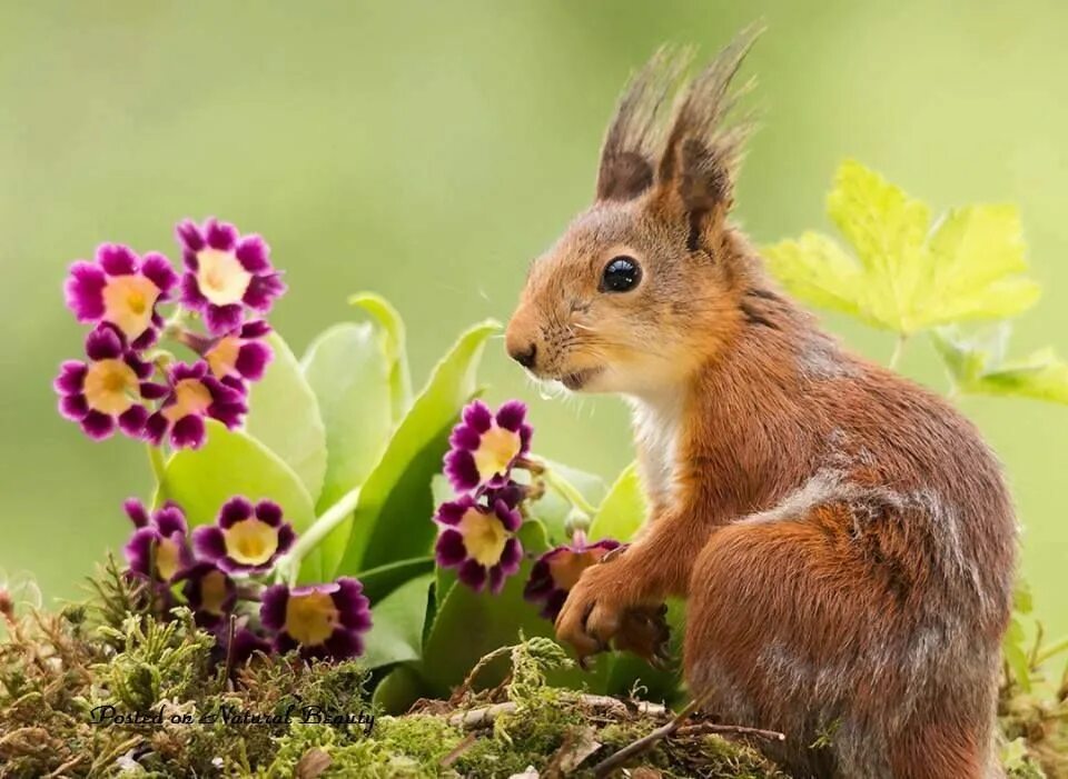 Природа животные растения картинки Pin by Pam Smith on Animals: Backyard Buddies Animals beautiful, Cute squirrel, 