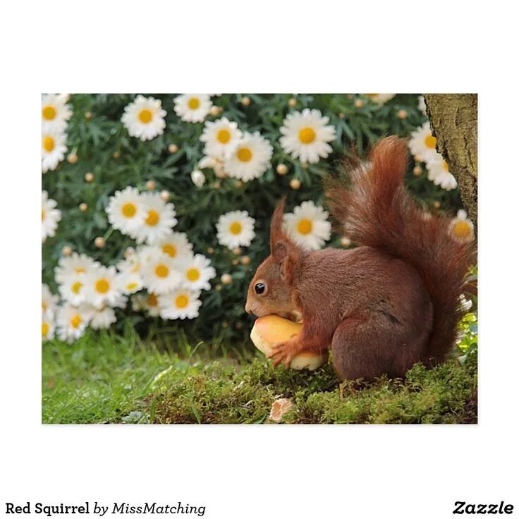 Природа животные растения картинки Red Squirrel Postcard Zazzle.com Red squirrel, Squirrel, Cute animals