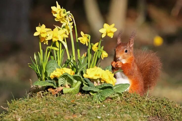 Природа животные растения картинки Animal Squirrel Rodent Wildlife Flower Depth Of Field Daffodil Yellow Flower Mos