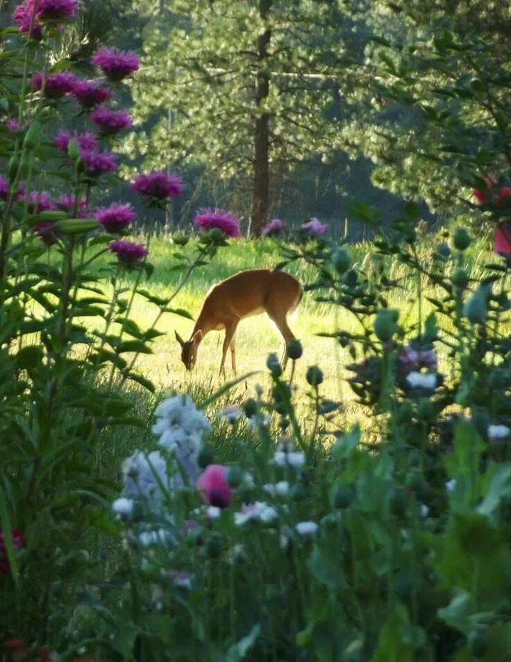 Природа животные растения картинки Morning Fawn Nature animals, Animals wild, Animals beautiful