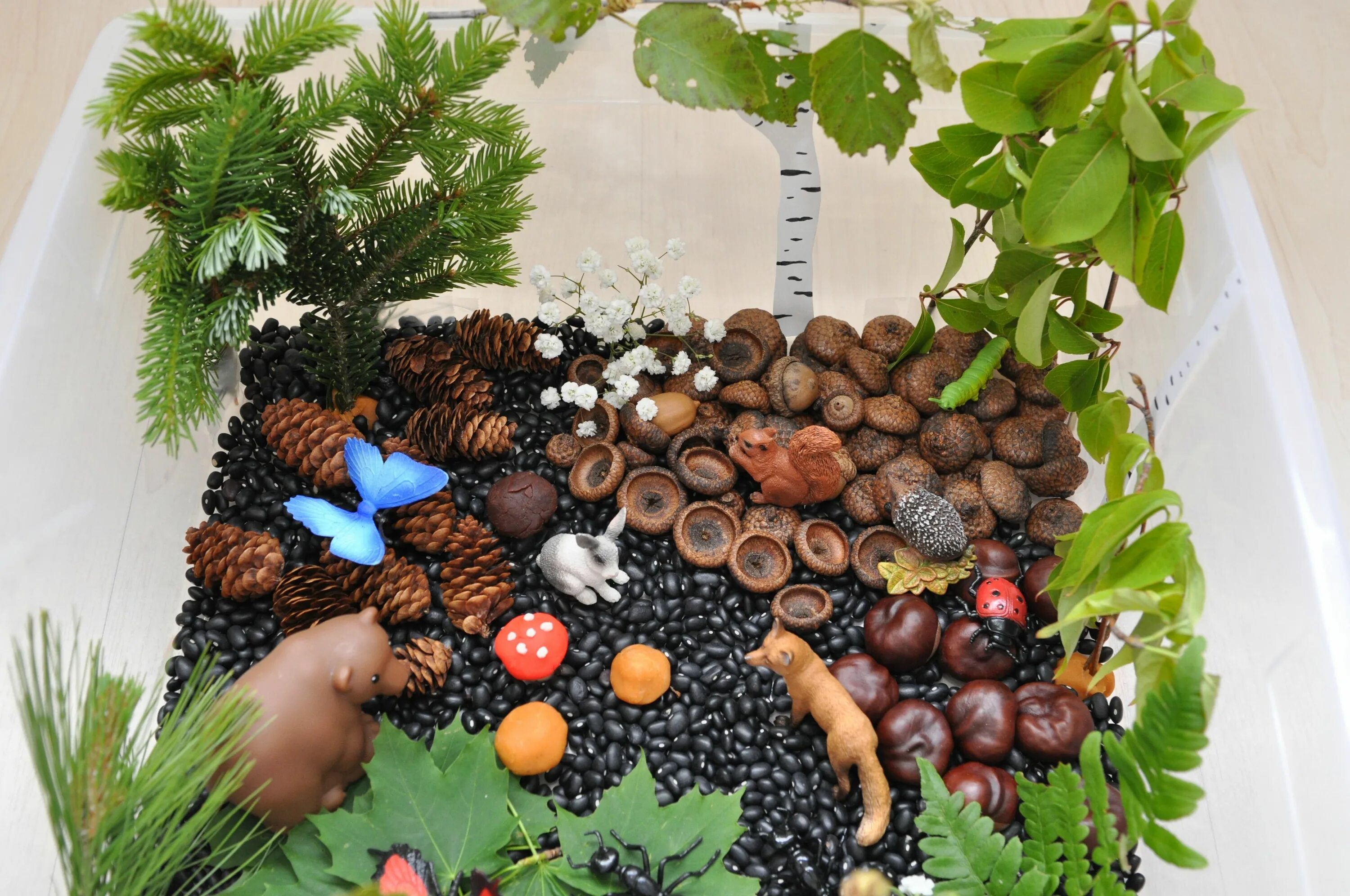 Природная поделка своими руками фото Create a forest in a sensory bin. Sensory bin ingredients: black beans, acorn, c