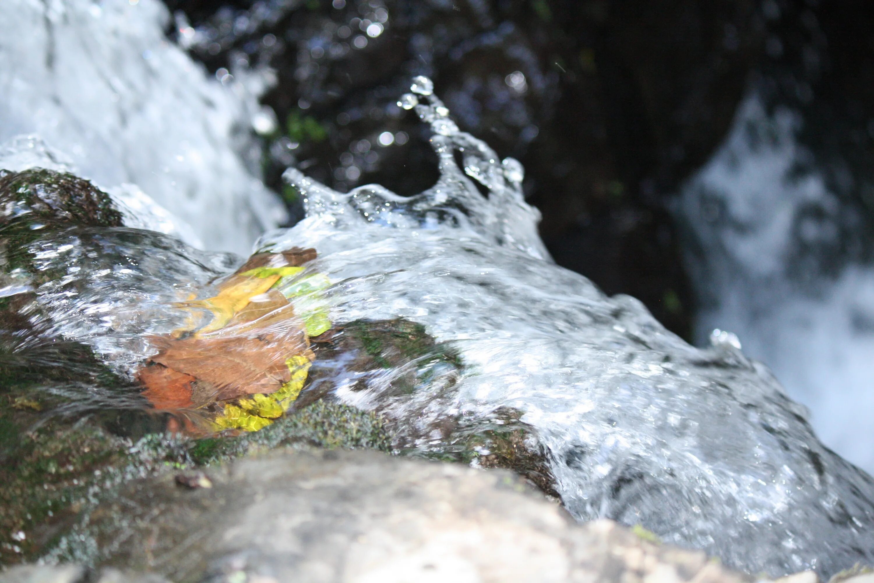 Природная вода фото Free Images : tree, nature, rock, branch, snow, winter, leaf, river, wildlife, s