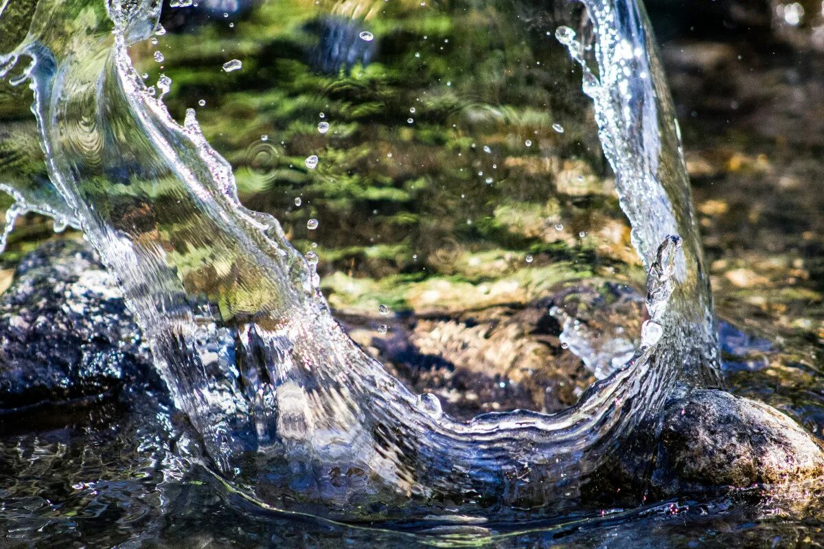 Природная вода фото картинки : дерево, филиал, Дикая природа, поток, Размышления, Рептилия, Фауна, А