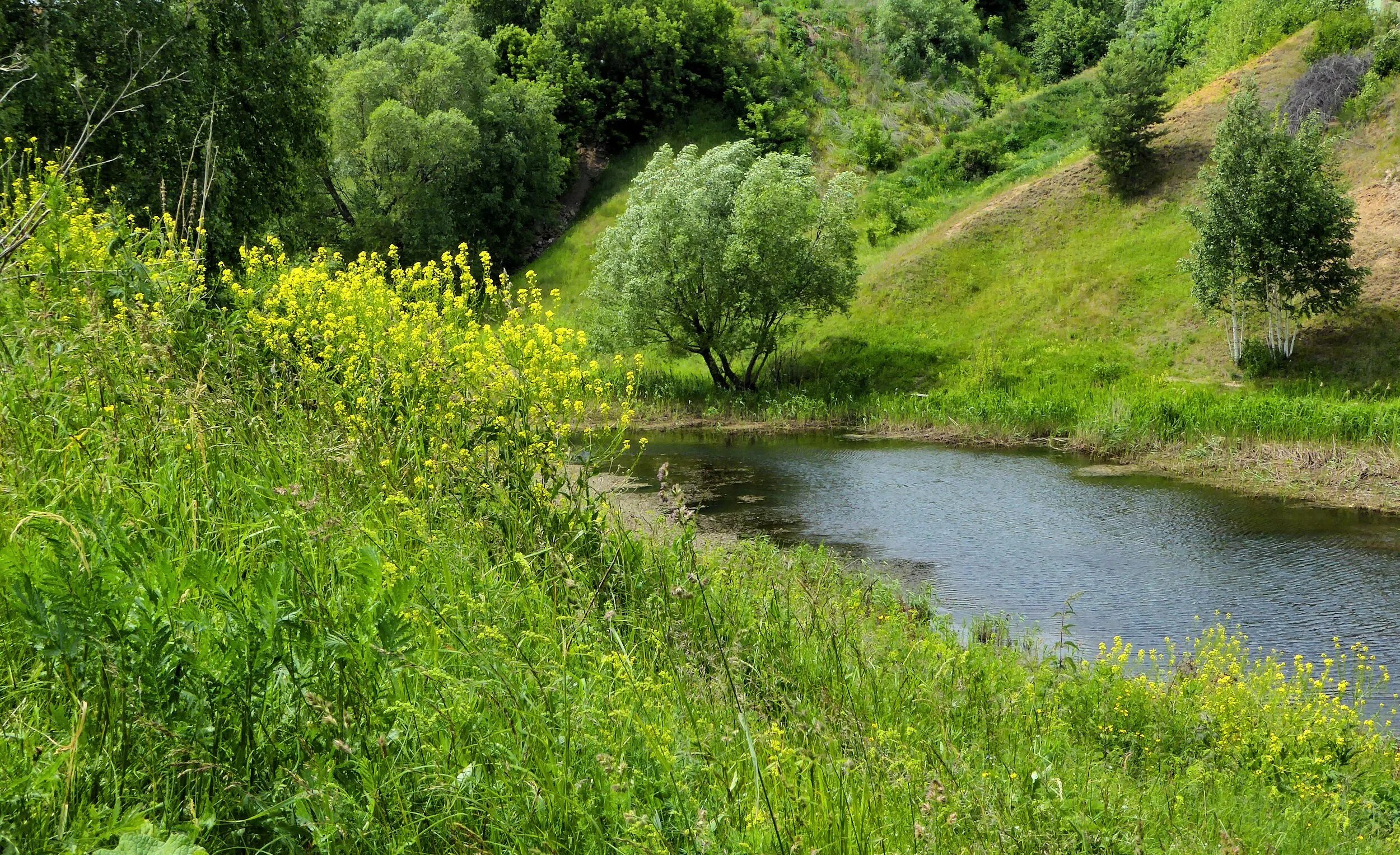 Природные достопримечательности и богатства чувашии фото Фото летний пейзаж... на фотохостинге Fotoload