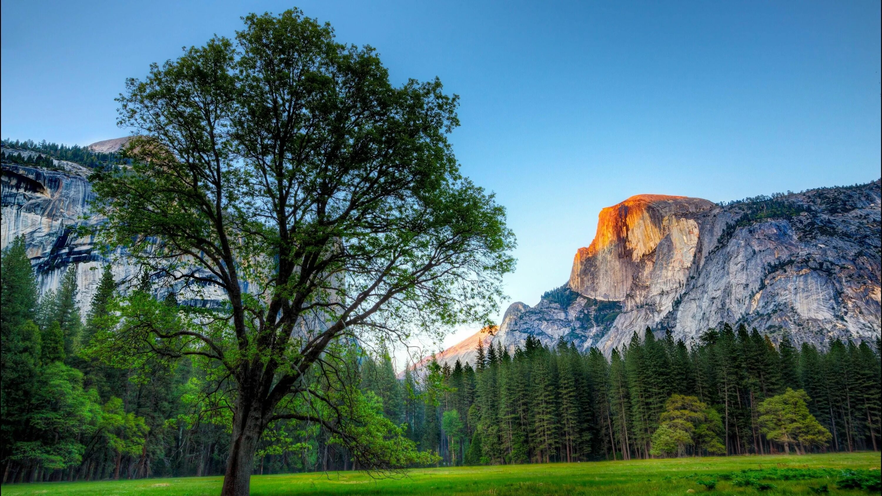 Природные фото yosemite national park national park #yosemite #sunrise #landscape #meadow #moun