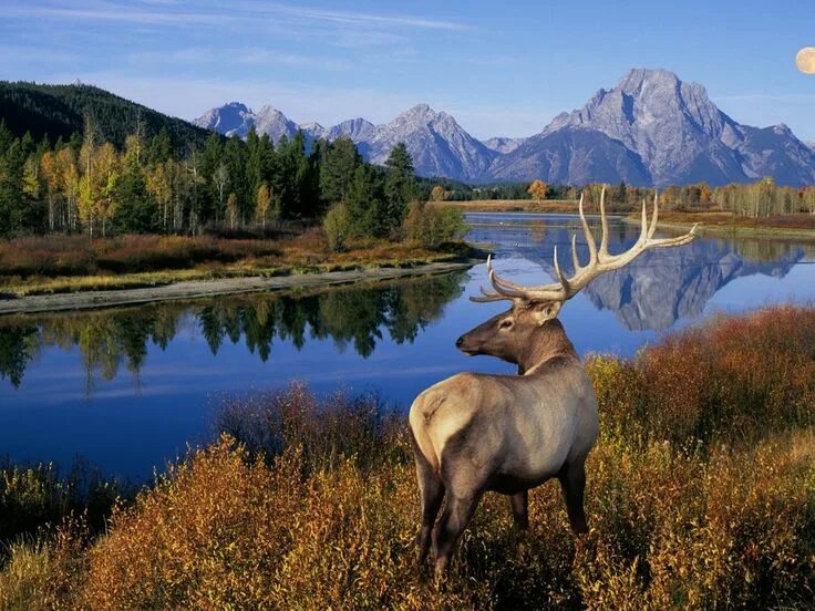 Природные картинки животные Pin on Yellowstone