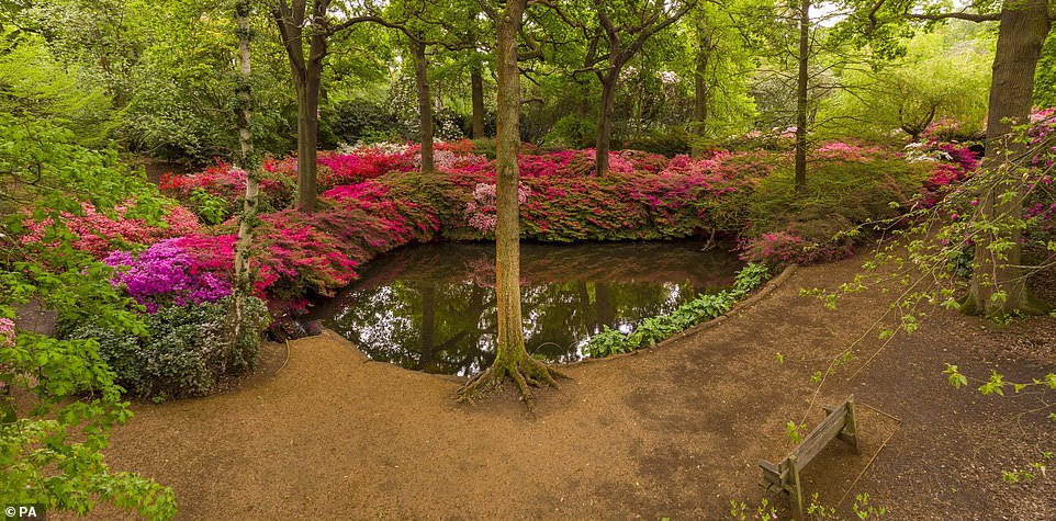 Природные парки фото Rhododendrons bloom across Britain and gardeners post photos so fans can appreci