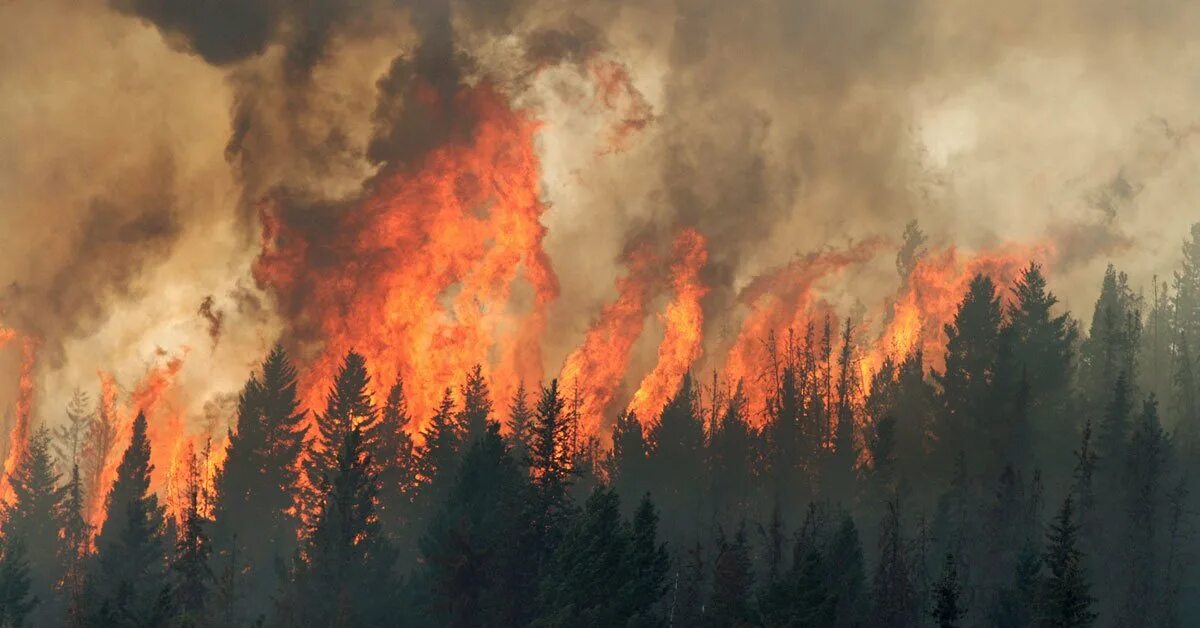 Природные пожары фото UBC experts on wildfires